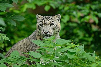 2024《极限竞速：地平线 5》领克杯FHL秋季赛即将开启，挑战极限，争夺荣耀！